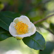 Camellia Leaf